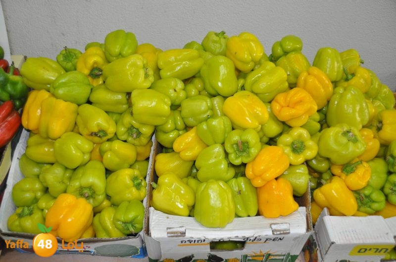 setona2y 830 (11).JPG